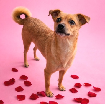 Собаки в добрые руки - Нюша - 4