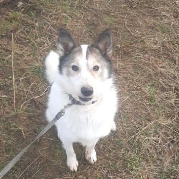 Рива - Собаки в добрые руки