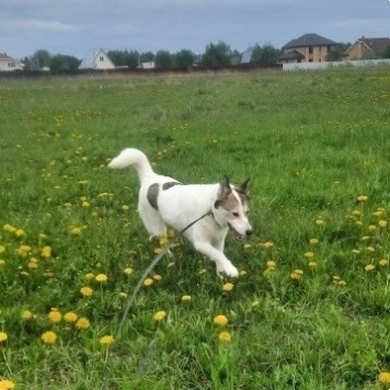 Собаки в добрые руки - Рива - 3