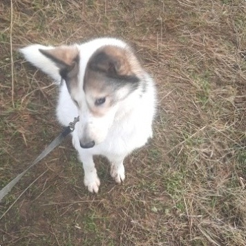 Собаки в добрые руки - Рива - 1