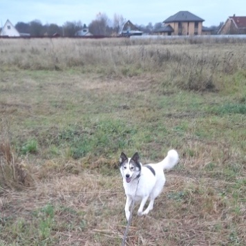 Собаки в добрые руки - Рива - 2