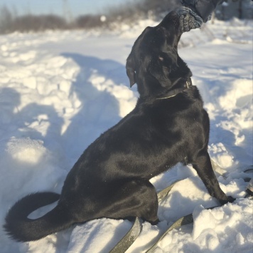 Собаки в добрые руки - Оливка - 1