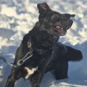 Собаки в добрые руки - Оливка - 2