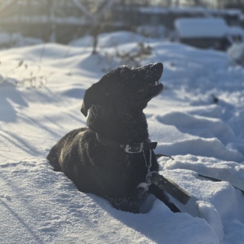 Собаки в добрые руки - Оливка - 3
