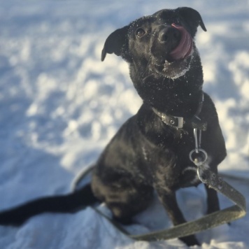 Собаки в добрые руки - Оливка - 4