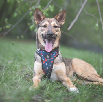 Собаки в добрые руки - Фруня