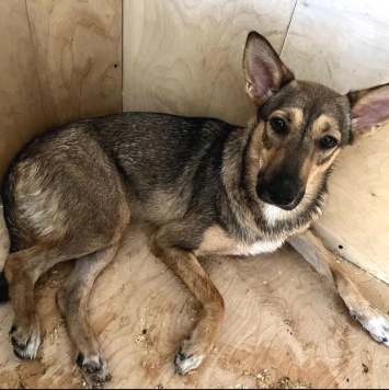 Собаки в добрые руки - Фруня - 1