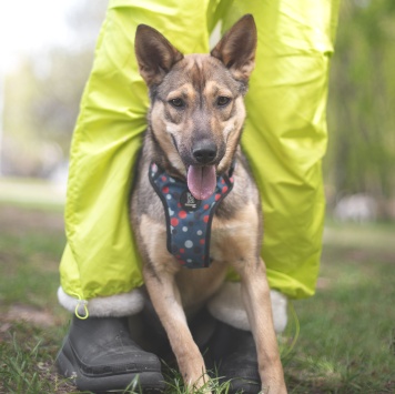 Собаки в добрые руки - Фруня - 2