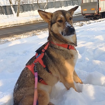 Собаки в добрые руки - Фруня - 3