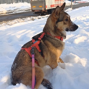 Собаки в добрые руки - Фруня - 4