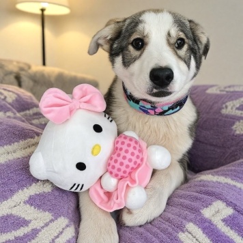 Собаки в добрые руки - Тайра - 1