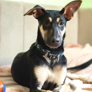 Собаки в добрые руки - Мира