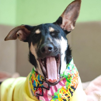 Собаки в добрые руки - Мира - 1