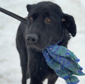 Собаки в добрые руки - Добряк