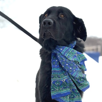 Собаки в добрые руки - Добряк - 1