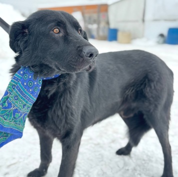 Собаки в добрые руки - Добряк - 2