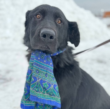 Собаки в добрые руки - Добряк - 3