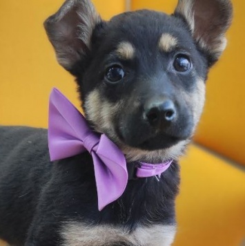 Собаки в добрые руки - Маус