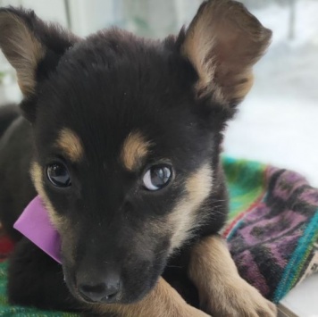 Собаки в добрые руки - Маус - 1