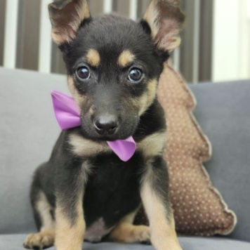 Собаки в добрые руки - Маус - 2