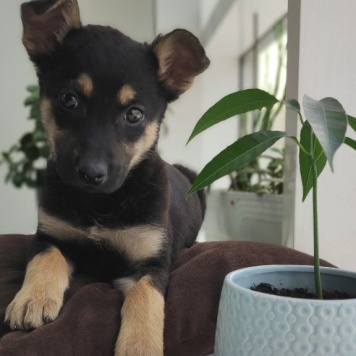 Собаки в добрые руки - Маус - 3