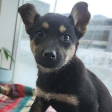 Собаки в добрые руки - Маус - 4