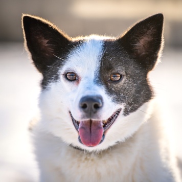 Собаки в добрые руки - Ласка