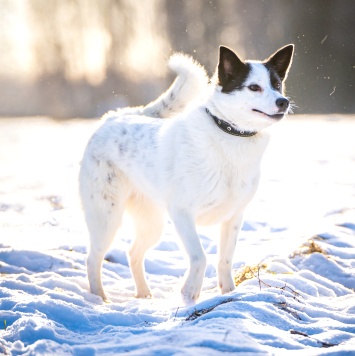 Собаки в добрые руки - Ласка - 1