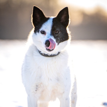 Собаки в добрые руки - Ласка - 2