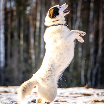 Собаки в добрые руки - Ласка - 4