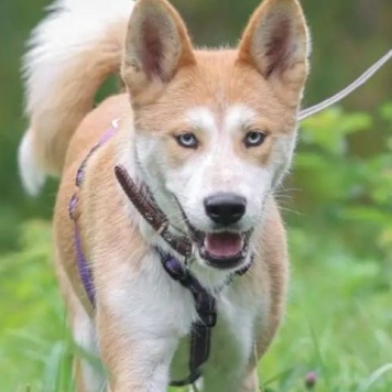 Собаки в добрые руки - Юкки - 1