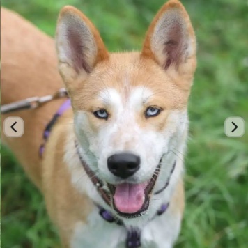 Собаки в добрые руки - Юкки