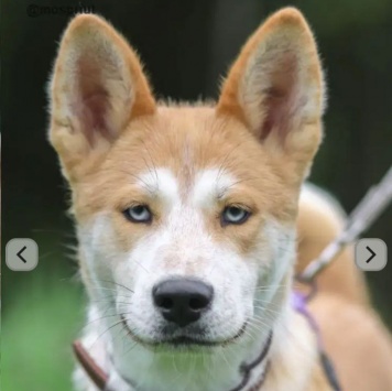 Собаки в добрые руки - Юкки - 2