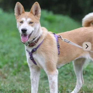 Собаки в добрые руки - Юкки - 3