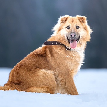 Собаки в добрые руки - Дюшес