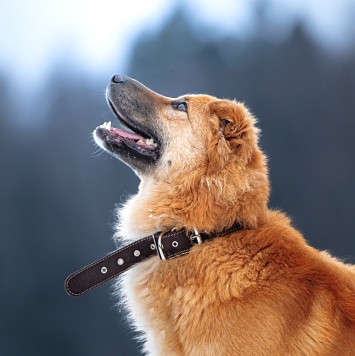 Собаки в добрые руки - Дюшес - 1