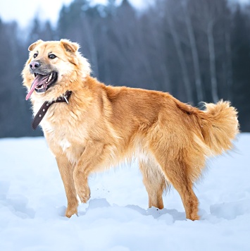 Собаки в добрые руки - Дюшес - 2