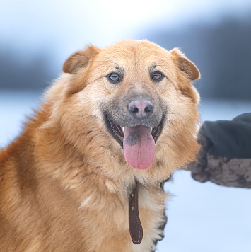 Собаки в добрые руки - Дюшес - 3