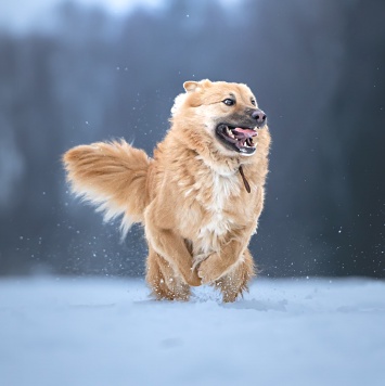 Собаки в добрые руки - Дюшес - 4