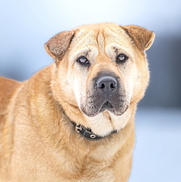 Собаки в добрые руки - Зоя