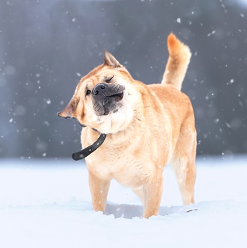 Собаки в добрые руки - Зоя - 1