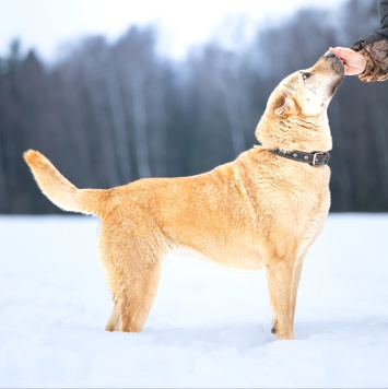 Собаки в добрые руки - Зоя - 2
