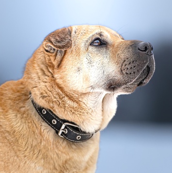 Собаки в добрые руки - Зоя - 3