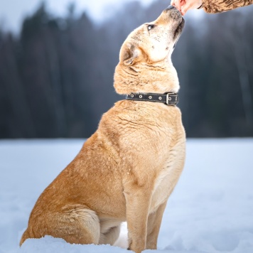 Собаки в добрые руки - Зоя - 4