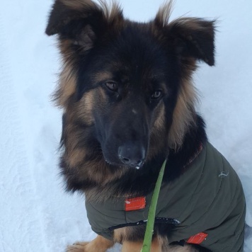 Собаки в добрые руки - Гера