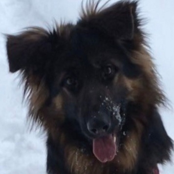 Собаки в добрые руки - Гера - 1