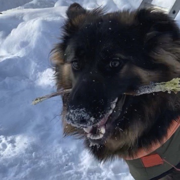 Собаки в добрые руки - Гера - 2