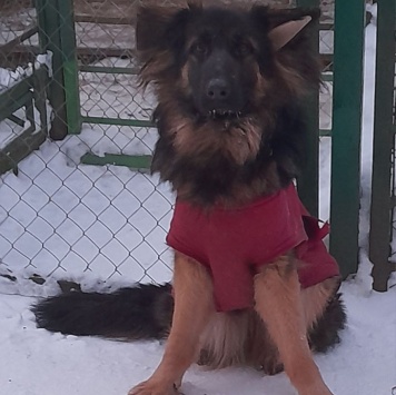 Собаки в добрые руки - Гера - 3