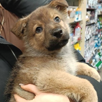 Собаки в добрые руки - Катенька