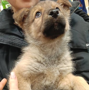 Собаки в добрые руки - Катенька - 3